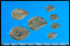  Dianthus barbatus  (large seeds);  Dianthus armeria  (small seeds).